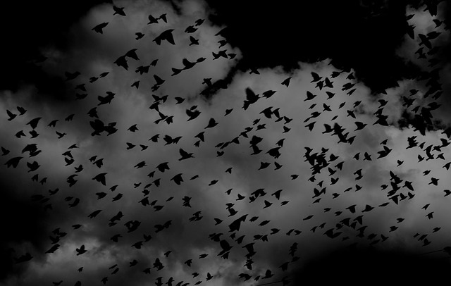 Multiple black birds flying through the cloudy sky.