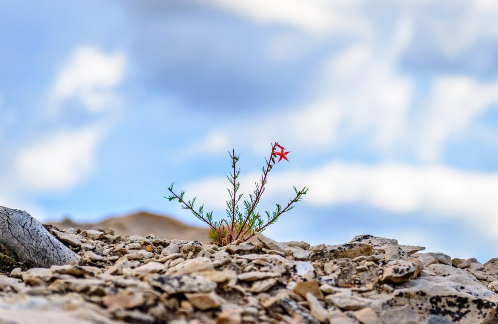 Plant growing out of rocks.