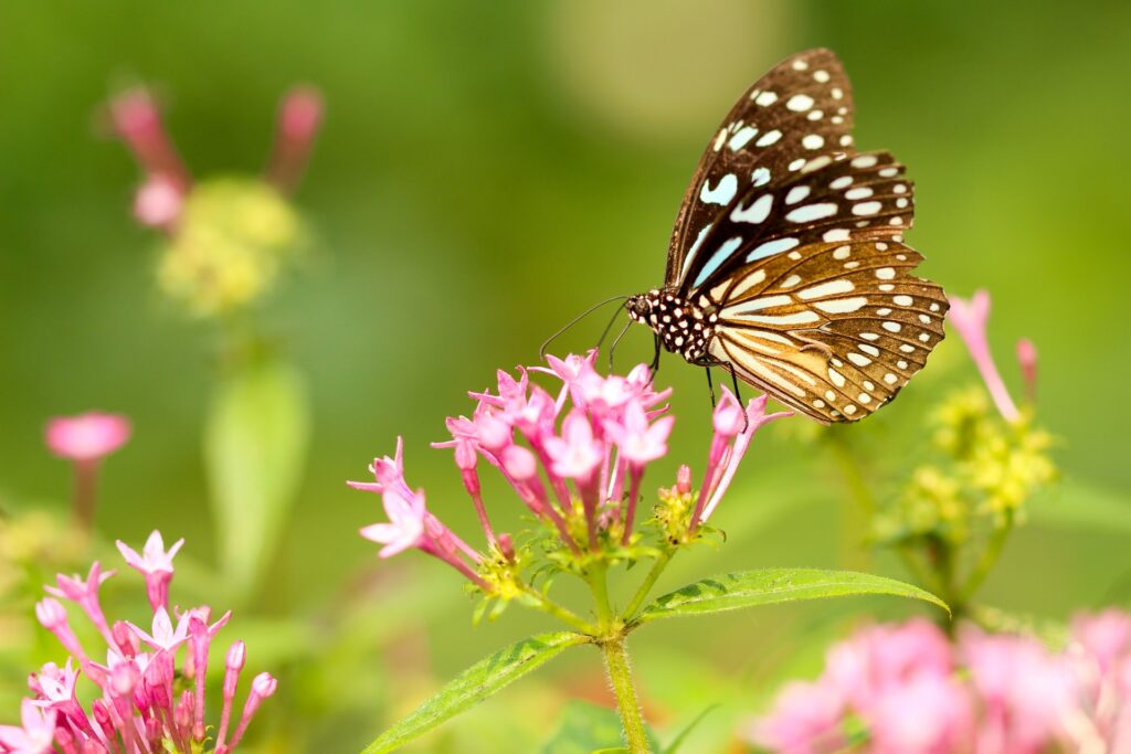 Black and white butterfly on a pink flower.