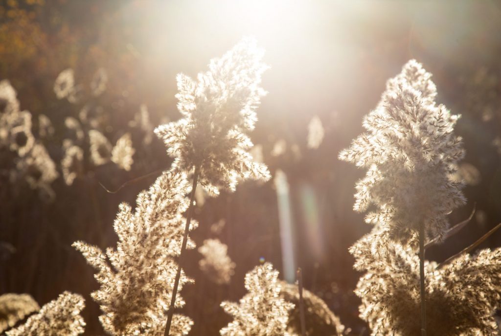 photo of pampas in the sunshine