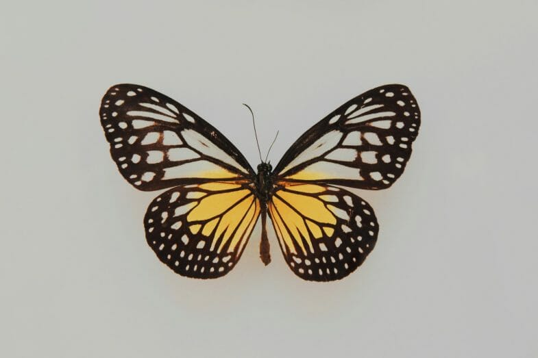 White, black and yellow butterfly.
