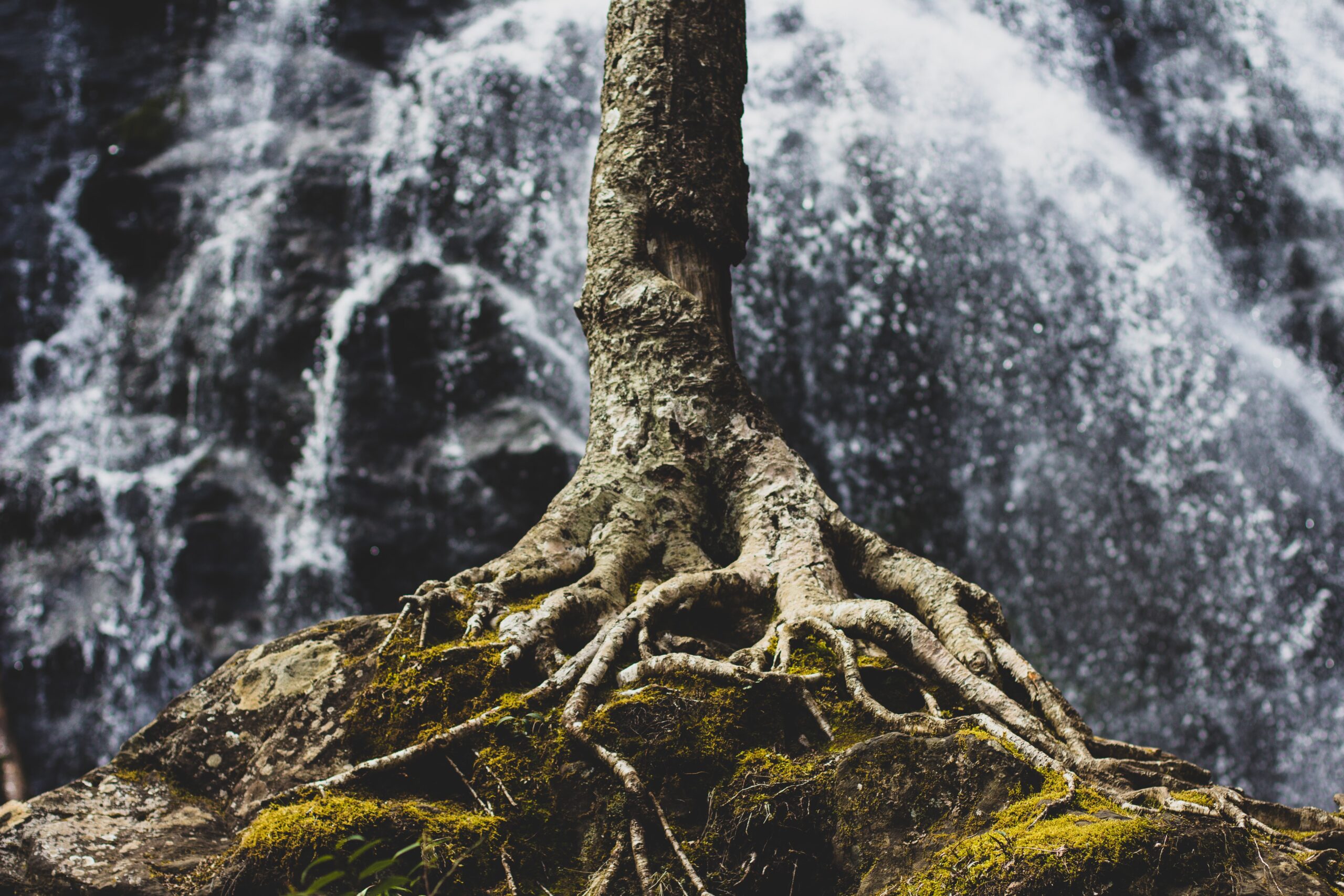 The exposed roots of an old tree, with moss growing around it on rocky terrain.