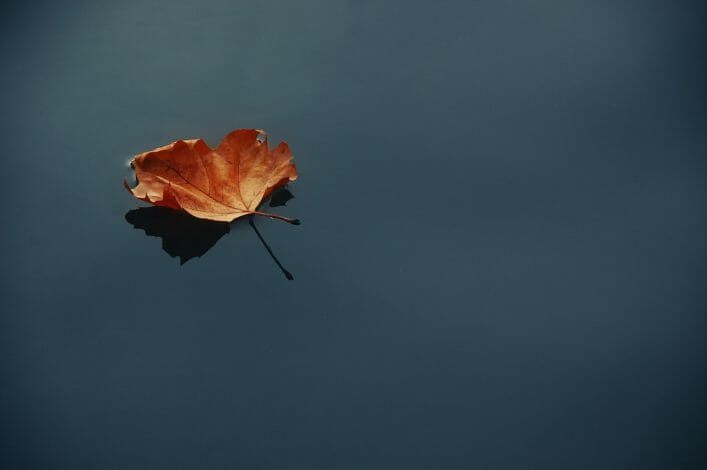 Fall leaf floating on water.
