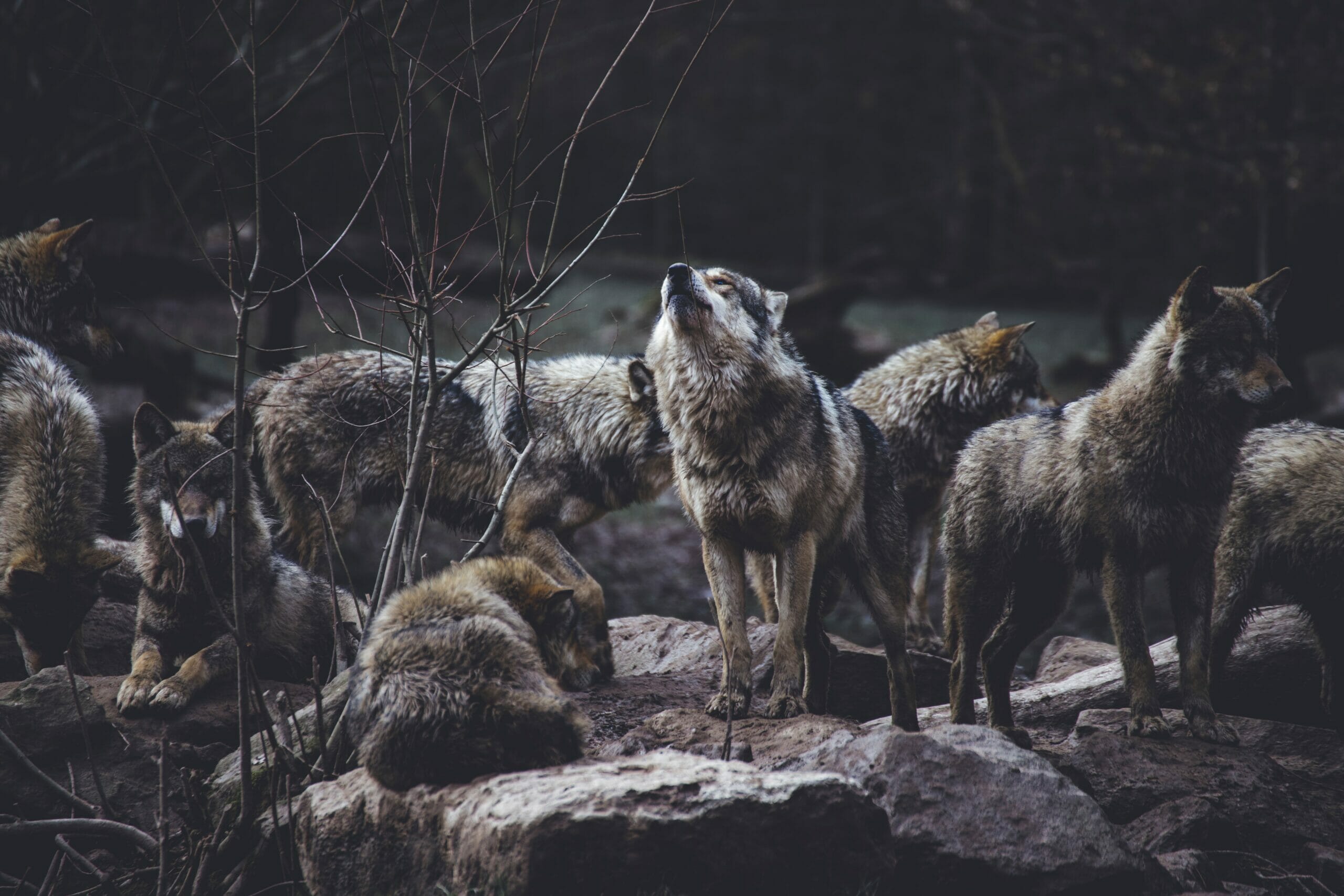 Pack of eight wolves on rocks in forest.