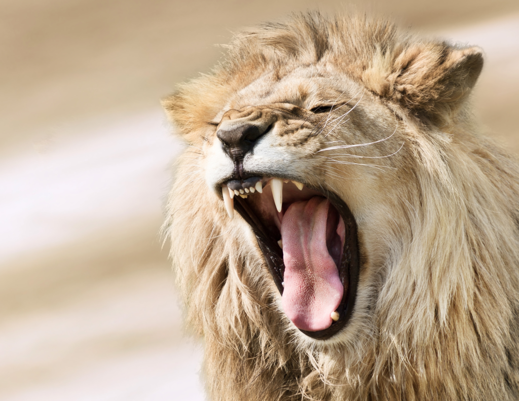Lion roaring
