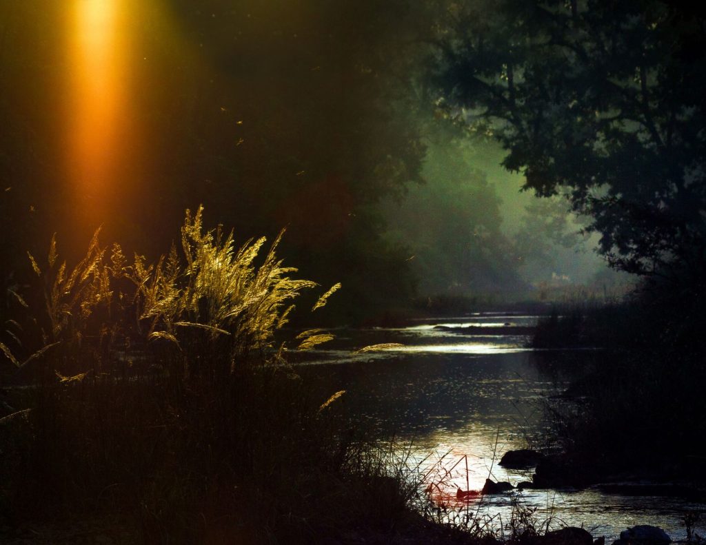 Ray of sunlight in forest